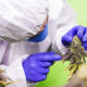 A worker at Swiss Hempcare inspects cannabidiol (CBD) hemp plants in Bienne, Switzerland in 2018. PHOTO FELIX BRONNIMANN CC BY-SA 4.0